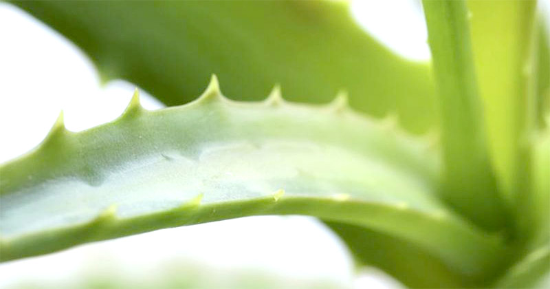 Venez découvrir les mille et une vertu de l'Aloe Vera sur la Blog de l'Atelier Green