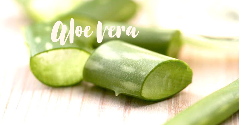 L'aloe vera, votre indispensable pour un été au naturel